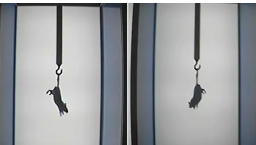 動(dòng)物行為3.png