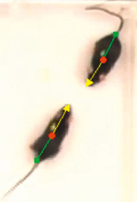 動(dòng)物行為9.png
